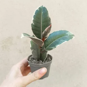 Ficus elastica Tineke