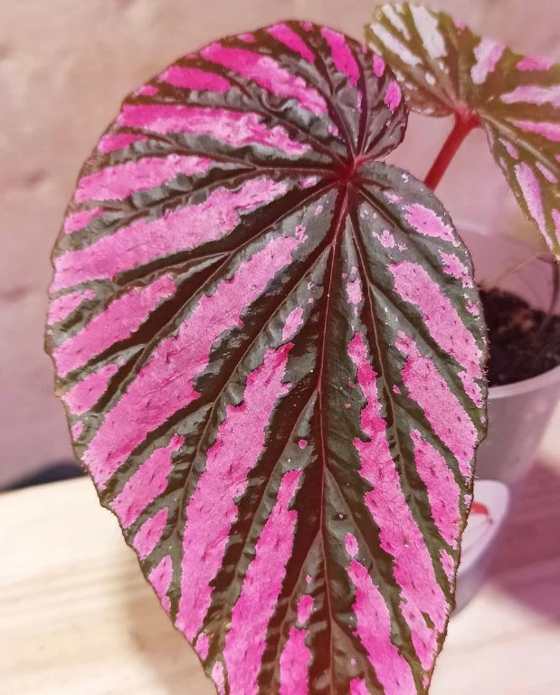 Begonia Brevirimosa – Image 2