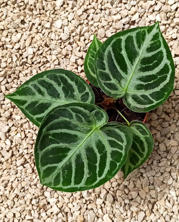 Anthurium Silver Blush – Image 3