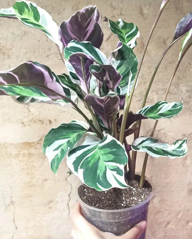 Calathea White Fusion – Image 8