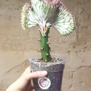 Euphorbia Lactea Cristata