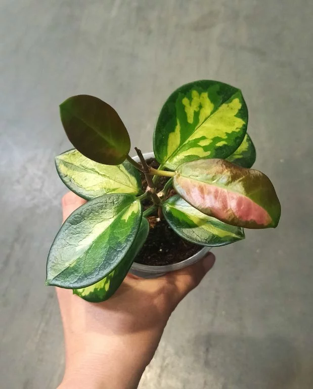 Hoya Australis Lisa – Image 5