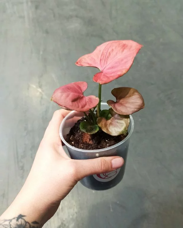 Syngonium Orm Nak – Image 6