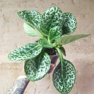 Streptocarpus Pretty Turtle