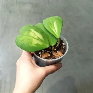 Hoya Obovata Variegata