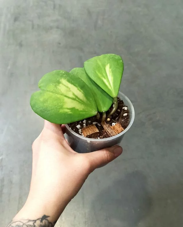 Hoya Obovata Variegata