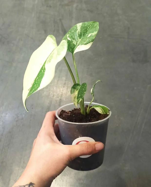 Monstera Thai Constellation – Image 4