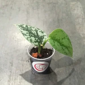 Scindapsus Silver Lady