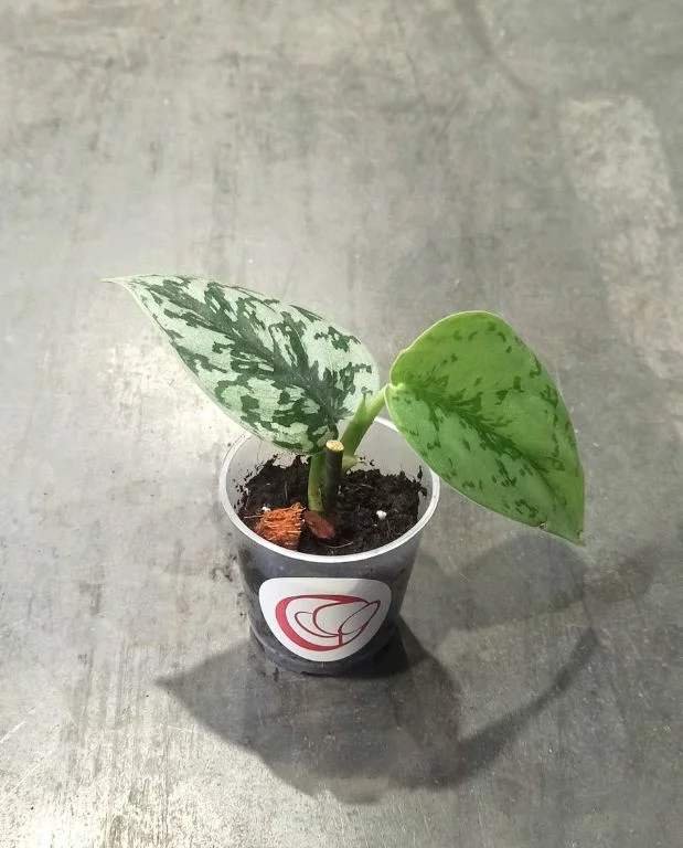 Scindapsus Silver Lady