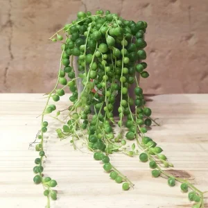 Senecio Rowleyanus – Collier de Perles