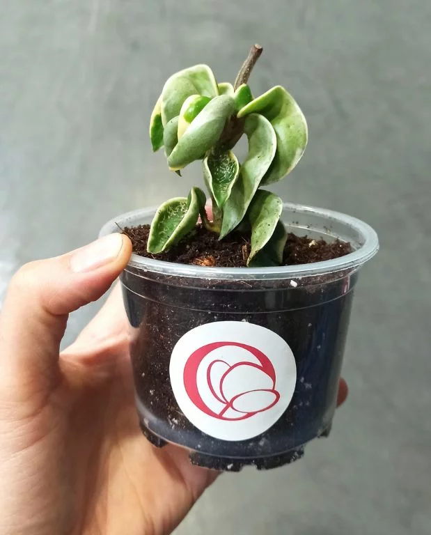 Hoya Carnosa Compacta Variegata – Image 6