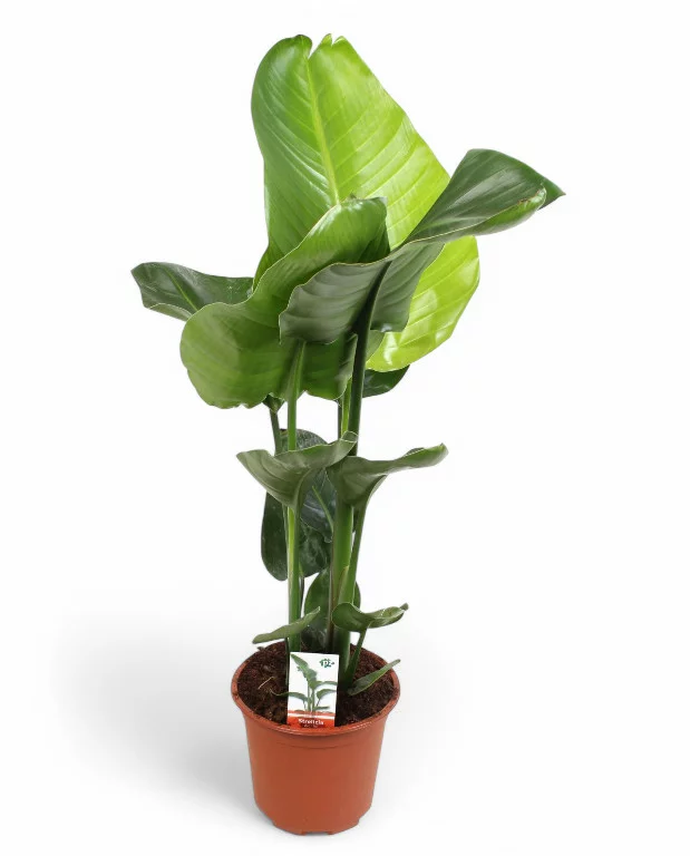 Strelitzia Nicolai – Image 2