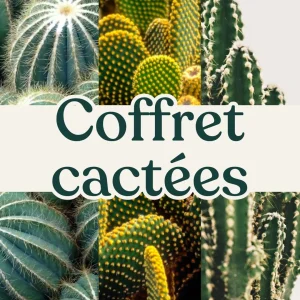 Coffret trio Cactus