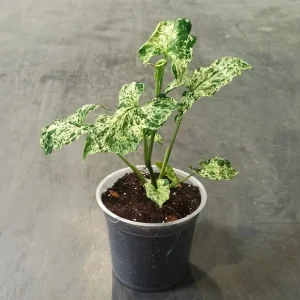 Syngonium Podophyllum Mottled Mojito