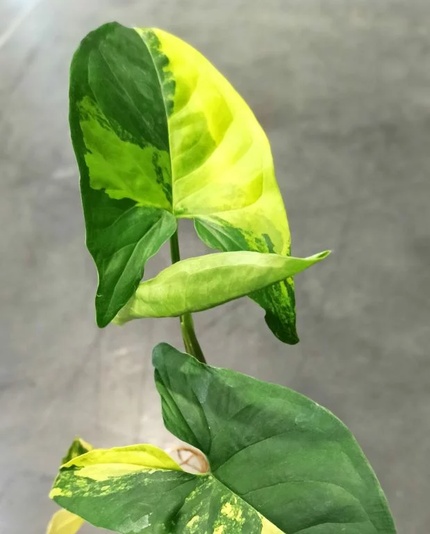 Syngonium Aurea Variegata – Image 5