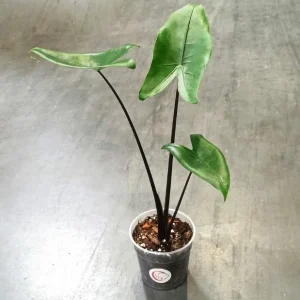 Alocasia black zebrina