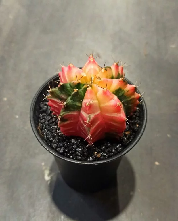 Gymnocalycium mihanovichii Variegata – Image 3