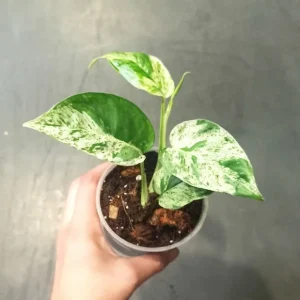 Epipremnum Pinnatum Marble Variegata