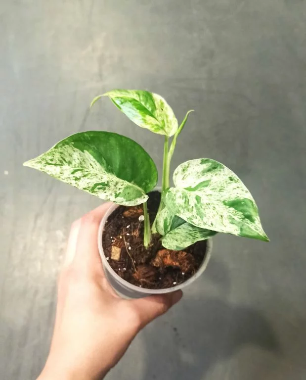 Epipremnum Pinnatum Marble Variegata