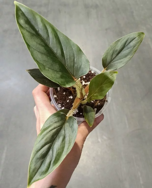 Philodendron Serpens – Image 6