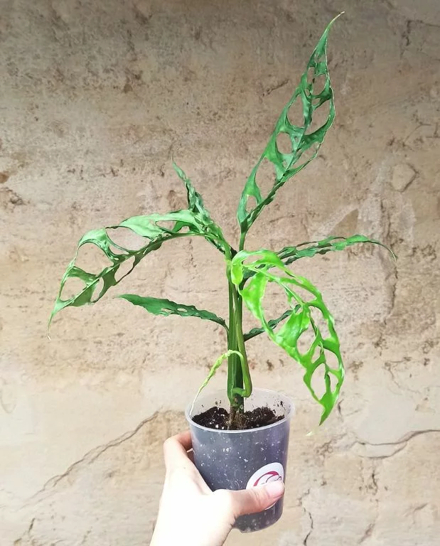 Monstera Obliqua Peru – Image 4