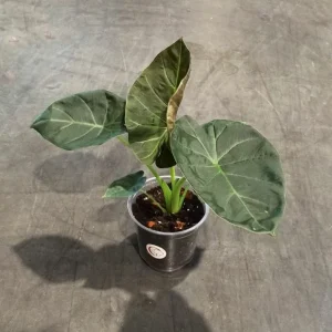 Alocasia Regal Shield
