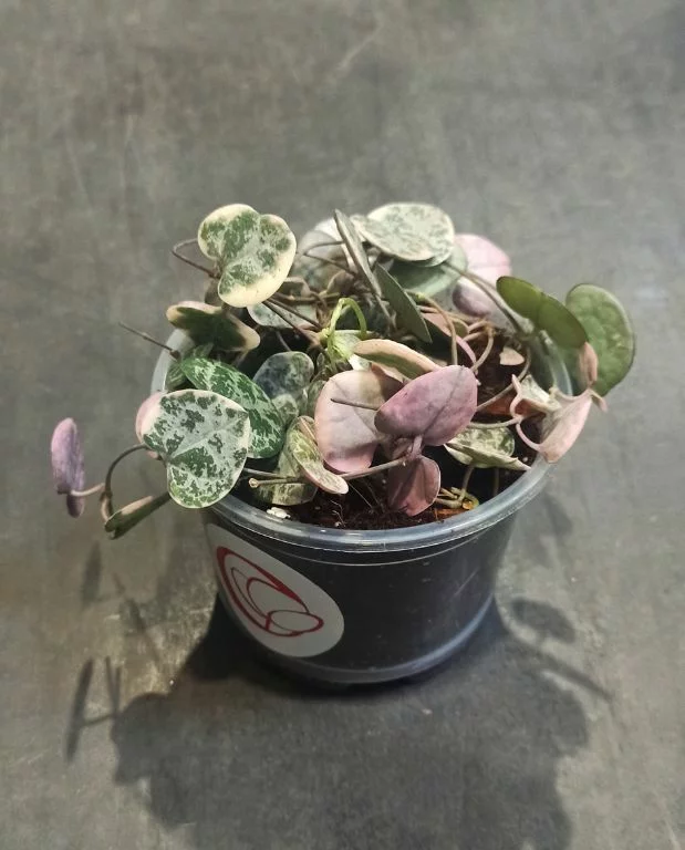 Ceropegia Woodii variegata – Image 4