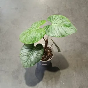 Philodendron Sodiroi