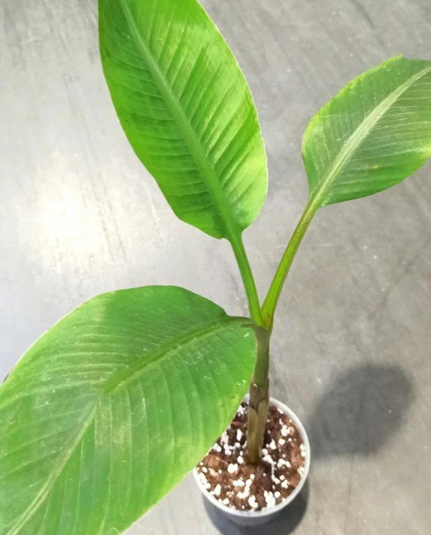 Musa Siam Ruby – Image 3