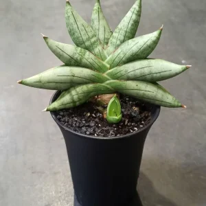 Sansevieria Inti Mini