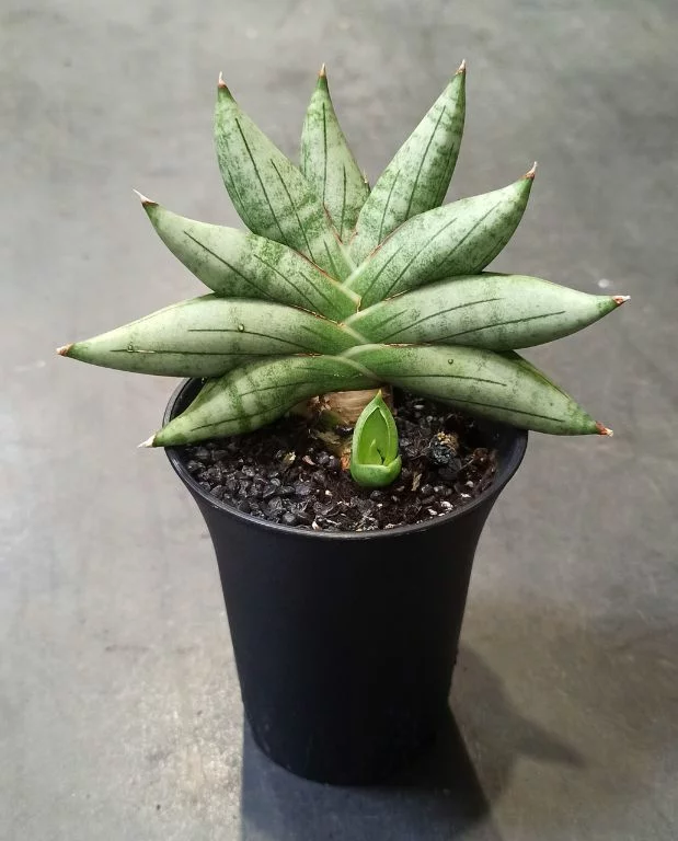 Sansevieria Inti Mini