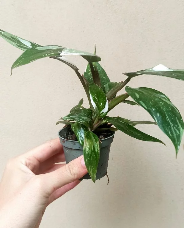 Philodendron White princess – Image 3