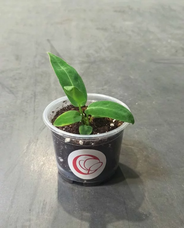 Anthurium Warocqueanum – Image 6