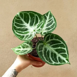 Anthurium Silver Blush