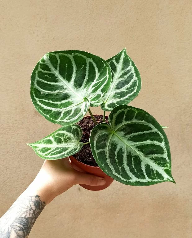 Anthurium Silver Blush