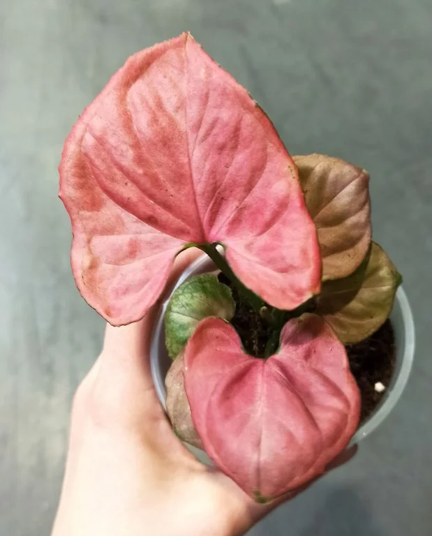 Syngonium Orm Nak – Image 2