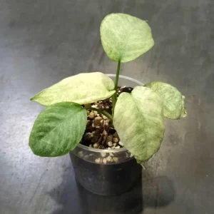 Schismatoglottis Pusilla Longispatha Variegata