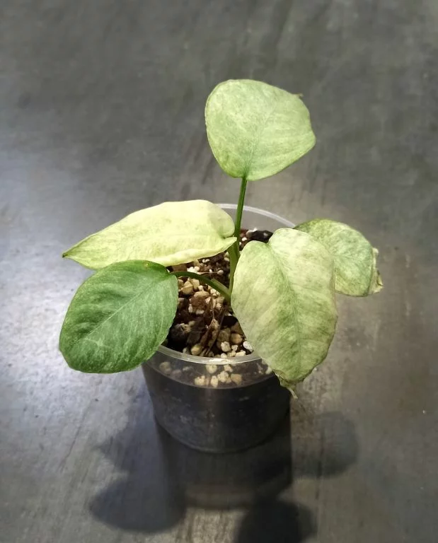 Schismatoglottis Pusilla Longispatha Variegata – Image 3