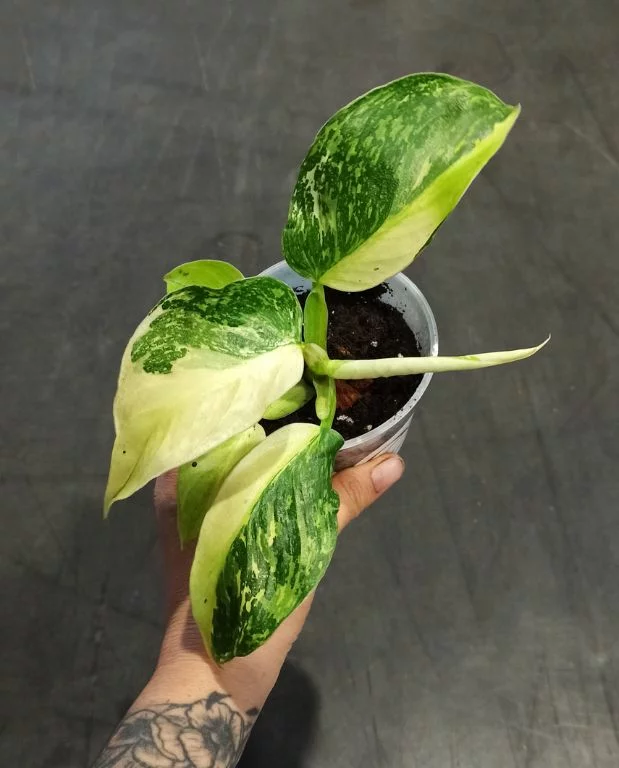 Philodendron Jose Buono – Image 7