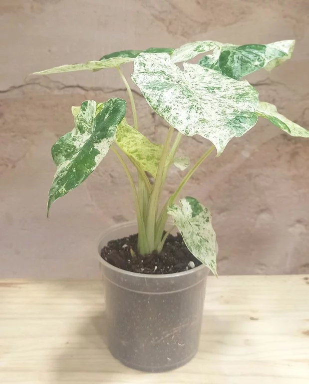 Alocasia macrorrhiza Splash – Image 4
