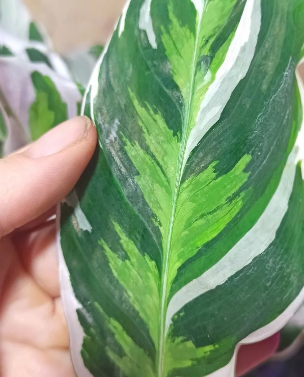 Calathea White Fusion – Image 6