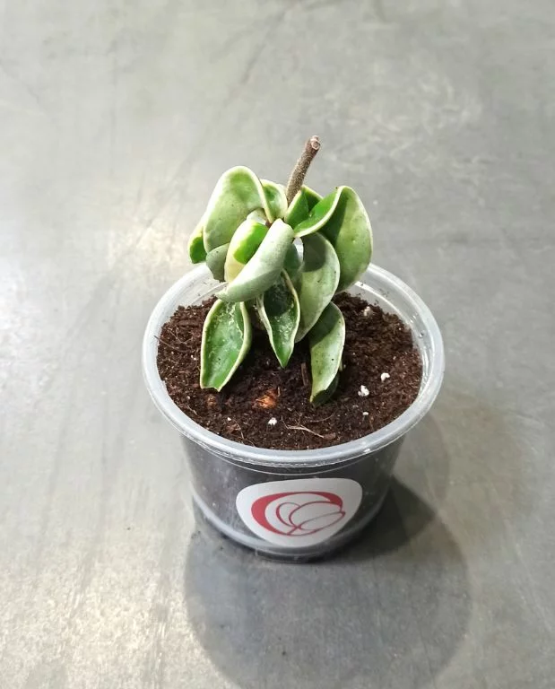 Hoya Carnosa Compacta Variegata – Image 4