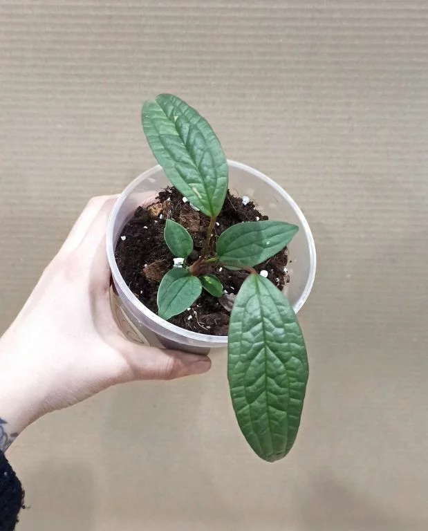 Anthurium Arisaemoides – Image 2