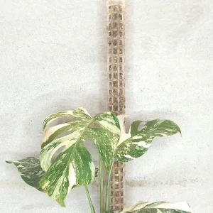 Tuteur pour plante grimpante