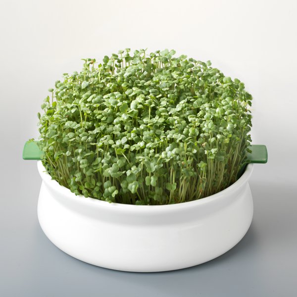 Coupelle de germination pour graines à mucilage – Image 5