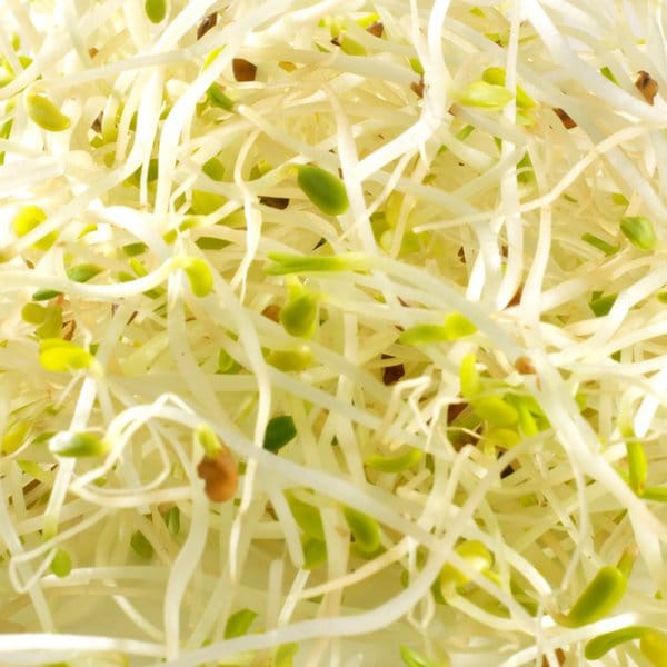 Graines à germer- ALFALFA BIO – Image 2