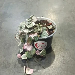 Ceropegia Woodii variegata