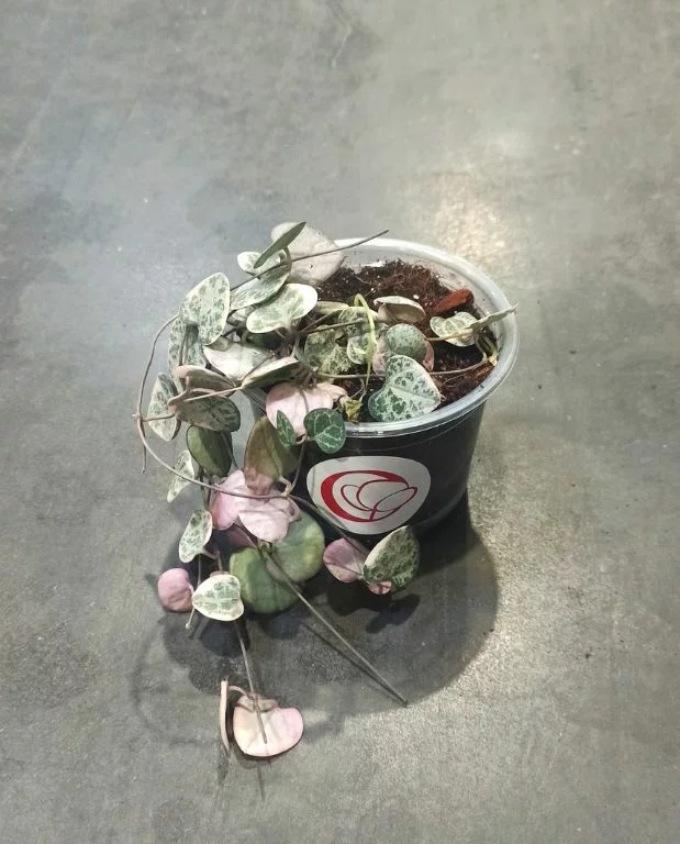 Ceropegia Woodii variegata