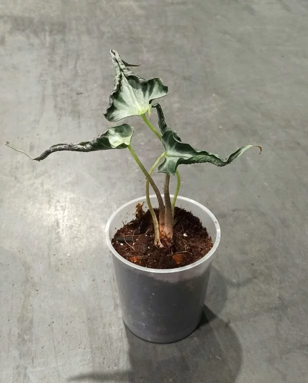 Alocasia Loco – Image 6