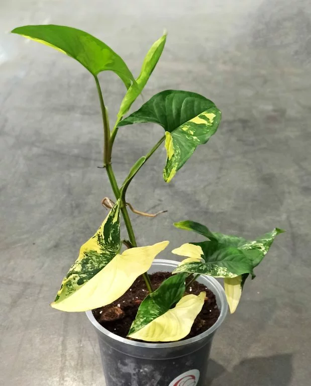 Syngonium Aurea Variegata – Image 6